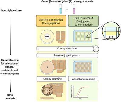 Development of a high-throughput platform to measure plasmid transfer frequency